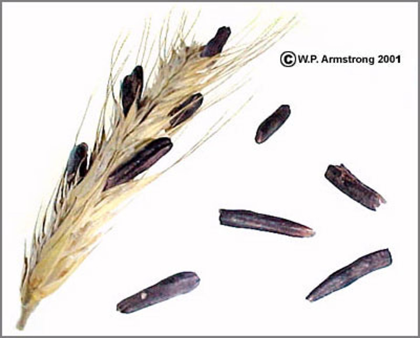 <p>ERGOT FUNGI causes:</p>