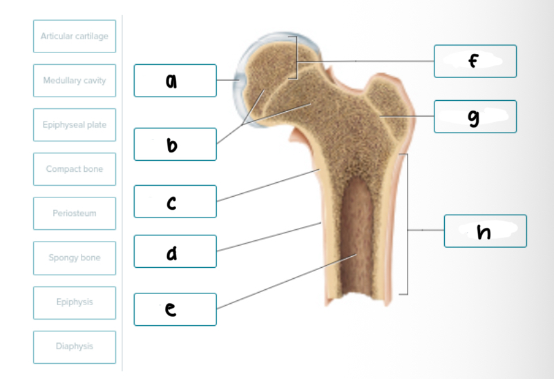 <p>Label the Bone Structure</p>