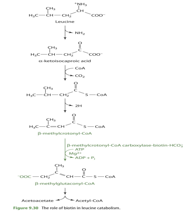 <p>b-methylcrotonyl CoA —&gt; b-methylglutaconyl CoA&nbsp;</p>