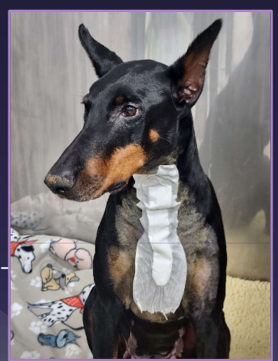 <p>Disc-associated wobbler syndrome </p>