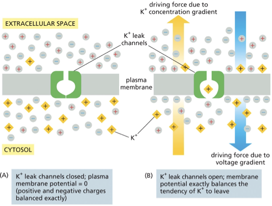 <p>allow K+ to move freely across the membrane&nbsp;</p><ul><li><p>K+ leak channels contribute significantly to the resting membrane potential&nbsp;</p><ul><li><p>in resting cells K+ are the main ion channels open in the plasma membrane </p></li></ul></li><li><p>K+ exit from cells down its gradient, is limited by the (+) charge on the outside of the membrane&nbsp;</p></li><li><p>changes to the electrical gradient across the membrane can cause significant changes in the movement of ions across the membrane&nbsp;</p></li></ul><p></p>