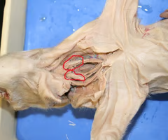 <p>What is the arrow pointing to? What’s it function? </p>