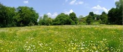 <p>A meadow</p>