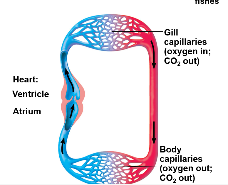 <p>a two chambered heart, one ventricle and one atrium, all blood flows the same path (1 circuit), pressure drops in the capillaries, muscle movement is needed for movement in the circuit, fish have this</p>