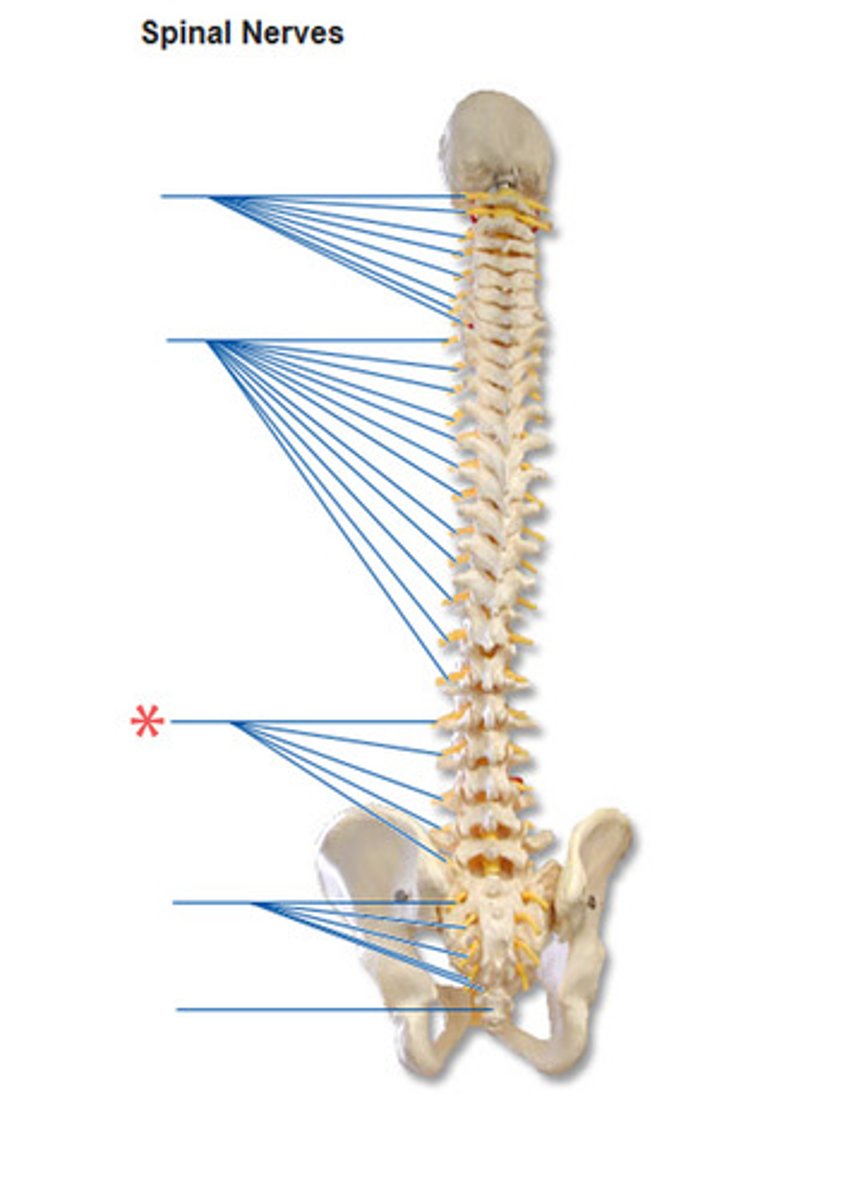 <p>How many pairs of lumbar nerves are there?</p>