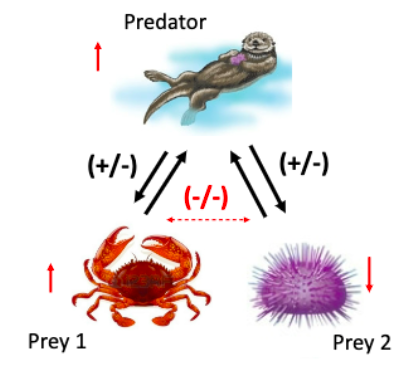 <ul><li><p>Two species share a common predator</p></li><li><p>The two prey species have negative effects on each other, even though they feed on different resources</p></li></ul>