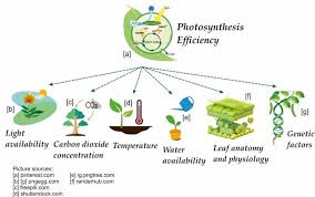 <p>Amount of <strong>light energy</strong> plants and algae <span style="background-color: transparent;"><span>โ</span></span> <strong>chemical energy</strong> through photosynthesis</p>