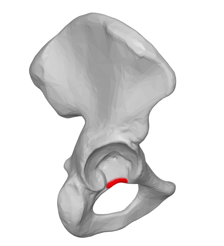 <p>Highlighted is the?</p>
