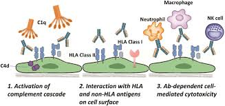 <p><strong>Adaptive immune response </strong>to allogeneic differences in <strong>MHC/HLA molecules </strong>between donor and recipient.</p><p>Also <strong>minor histocompatibility antigens (MnAgs/non-MHC)</strong></p>