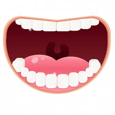 <p>mouth</p>