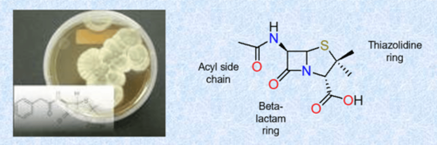 <p>- isolated from the Penicillium fungi </p><p>- Fleming reports seeing antibiotic effect from a mold growing on a Petri plate covered with Staphylococcus (Sept. 28, 1928)</p><p>- March, 1942 – Merck treated the first patient</p><p>- cantaloupe from Peoria, IL best source in 1943</p><p>- US produced 2.3 million doses in time for Normandy invasion</p><p>- structure determined by Dorothy Crawfoot Hodgkin in 1945</p><p>- subject to rapid clearance</p><p>SAR</p><p>- 4 membered amid is beta-lactam and is most important </p><p>- beta = 4 carbon ring (molecule is really strained)</p><p>- side chain gets changed</p><p>- multiple families within the b-lactams but what we call them changes based on ring to the right</p><p>- thiazolidine ring = 5 membered ring in penicillin - sulfur and nitrogen</p>