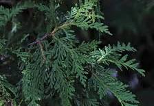 What is this species 