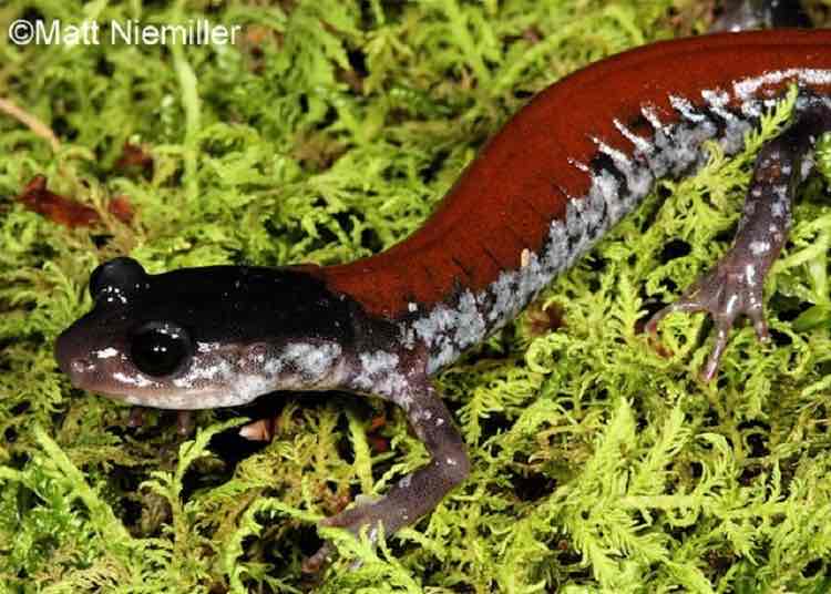 <p>A large (4.5 to 7.0 inches in length) and remarkably handsome salamander with a wide red or chestnut stripe, extending from the neck to the base of the tail, on top of a black dorsum. The sides of the body, head, and tail have white to light gray blotches. The belly is dark gray with scattered light spots.</p>
