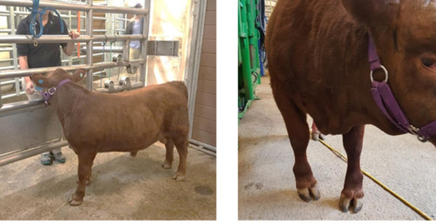 <p>This heritable disorder in cattle is most notable in recessive homozygous "bulldog calves"</p>