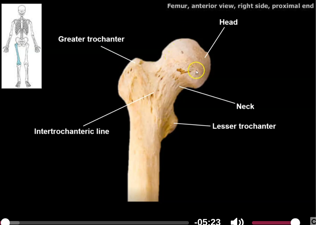 <p>the ball-like proximal end of the femur inserts into the acetabulum of the coxa</p>