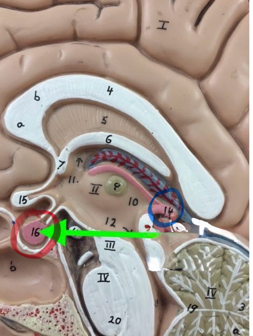 <p>Pineal Gland</p>