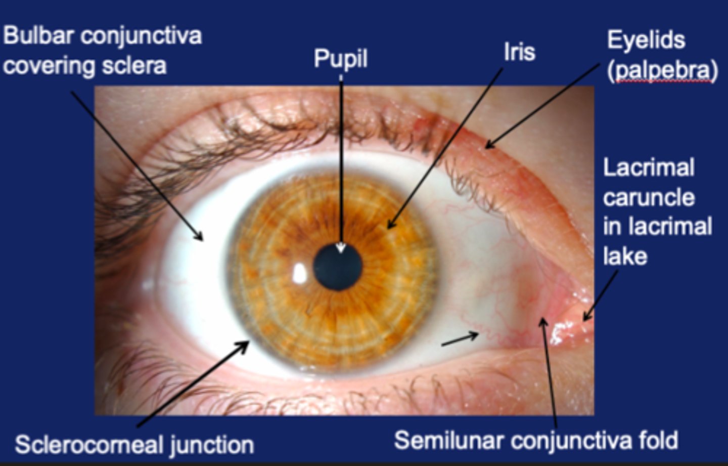 <p>A small opening in the center of the eye which allows light in to hit the retina.</p>