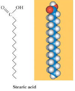 <p>Naturally occurring fatty acids<br>• Usually have an even number of carbon atoms<br>• Usually are unbranched</p>