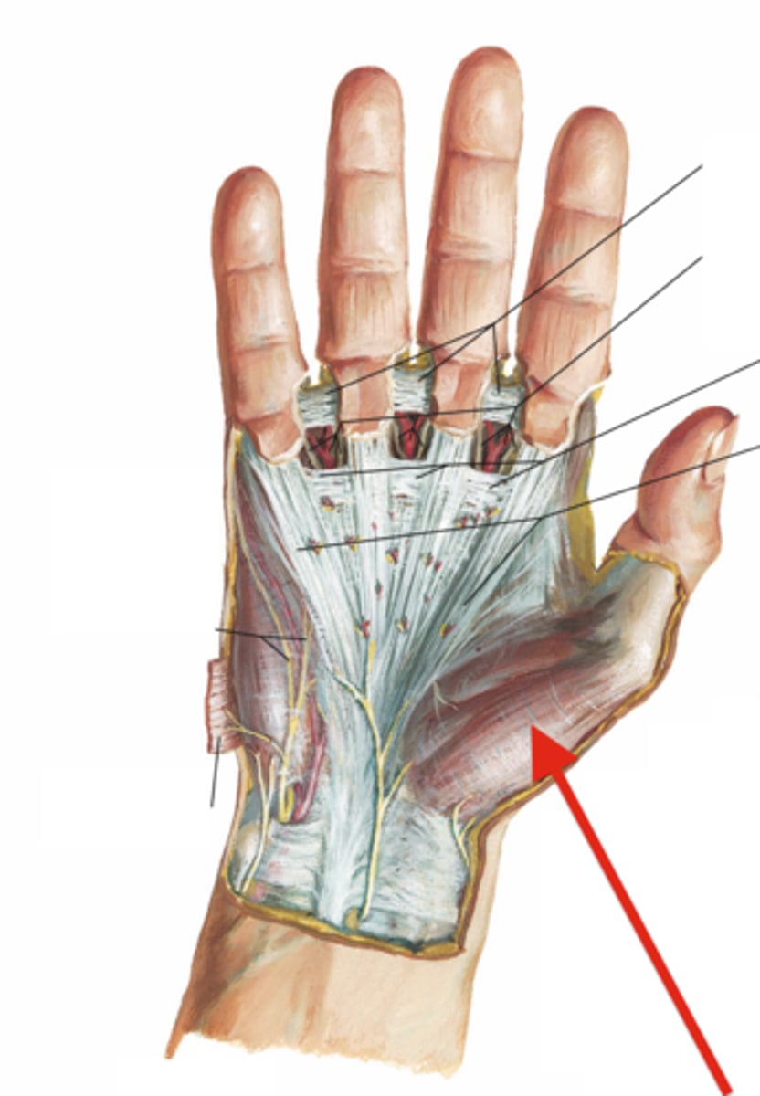 <p>forms lateral compartment of hand, containing the thenar muscles at the base of the thumb</p>
