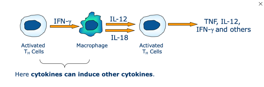 <p>one cytokine may induce a cascade of cytokine expression involving multiple cells</p>