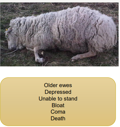 <p>calcium levels super high just before she lambs</p><p>required for all muscle contractions → or else flaccid muscles e.g. rumen wont contract, wont have peristalsis in gut → constipation → cant stand up cos skeletal muscles rely on calcium → heart cant beat properly → can die</p><p></p><p>➢ Hypocalcaemia</p><p>➢ Twin lamb disease complex</p><p>➢ Late pregnancy</p><p>➢ (Can happen up to 10 weeks after lambing)</p><p>➢ Poor nutrition</p><p>➢ Result of fast foetal growth and milk</p><p>production</p><p>➢ Stressful event: extreme weather, dog</p><p>worrying/move fields or housing</p>