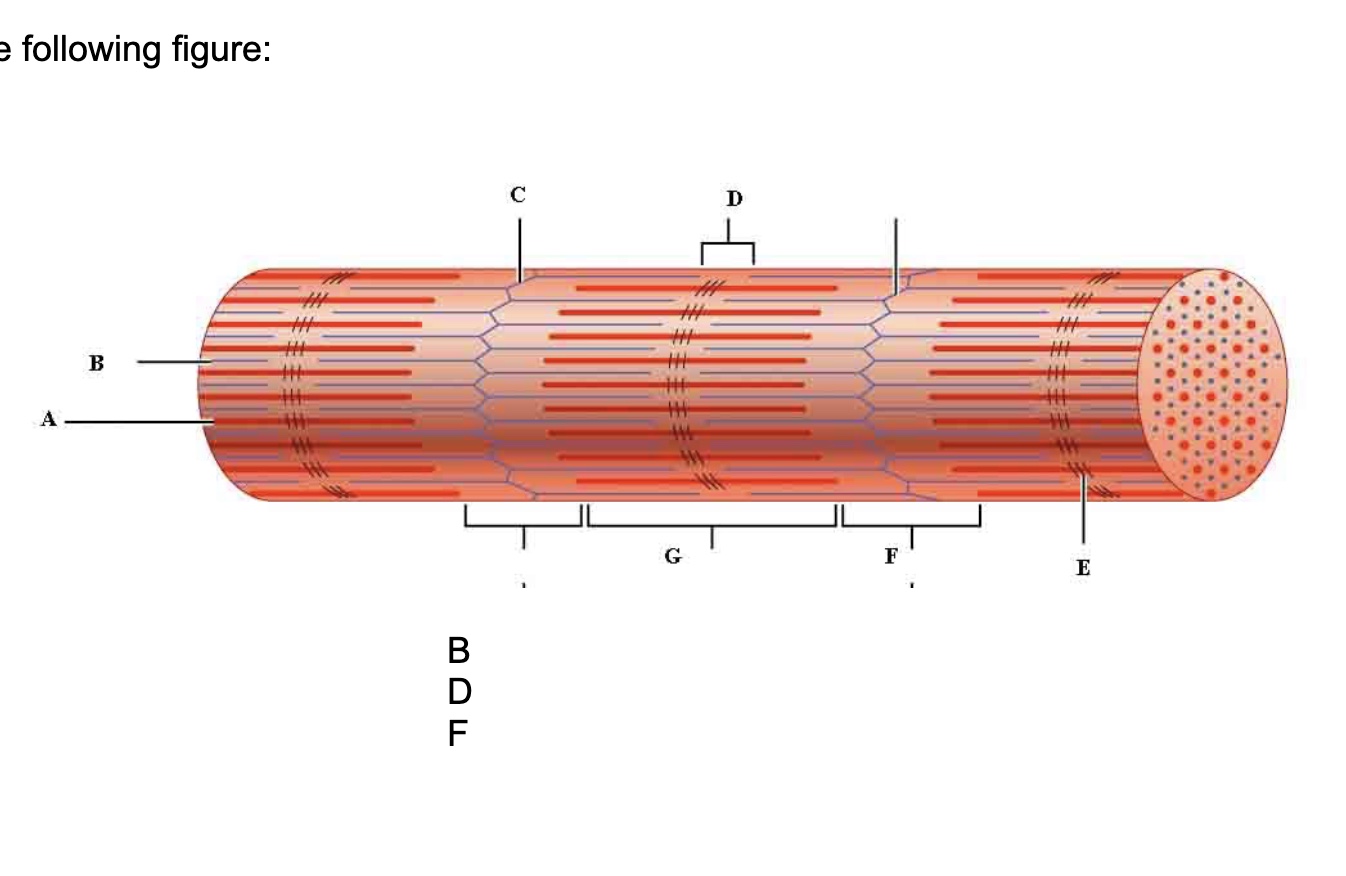 <p>C.</p>