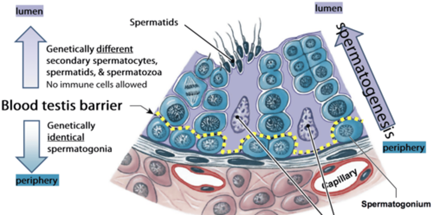 <p>Protective barrier preventing immune attack on germ cells.</p>