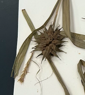 <p>Poales</p><p><span style="background-color: transparent;"><span>Cyperaceae</span></span></p>