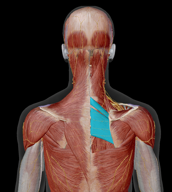 <p>weg: m. trapezius</p>
