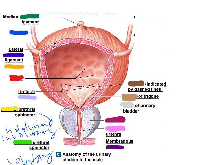 light purple: ureteral _________ 