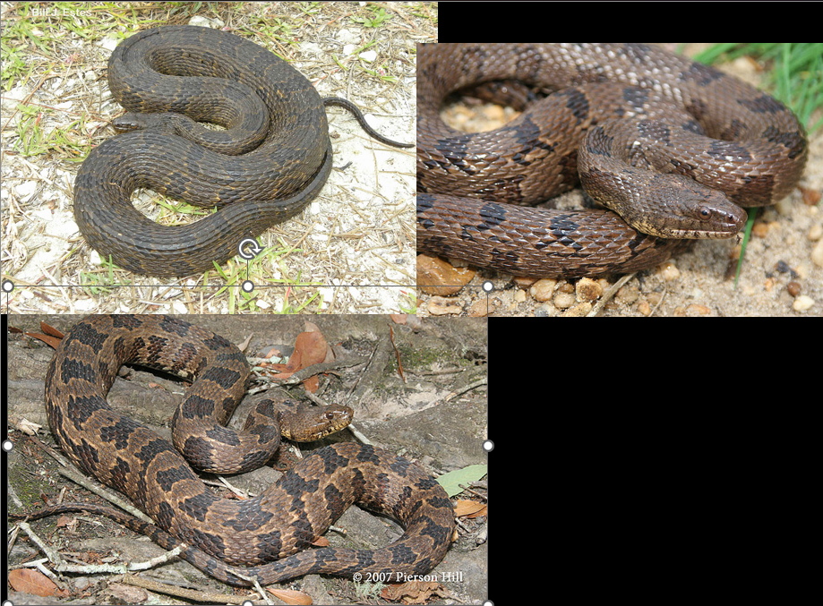 <p>moving water; dark brown; broken markings all the way down body</p>