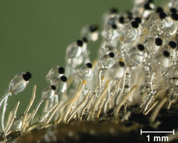 <p>they develop at the tips of upright hyphae and function to release sporesÍ›</p>