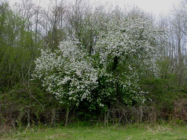 <p>Crabapple</p>