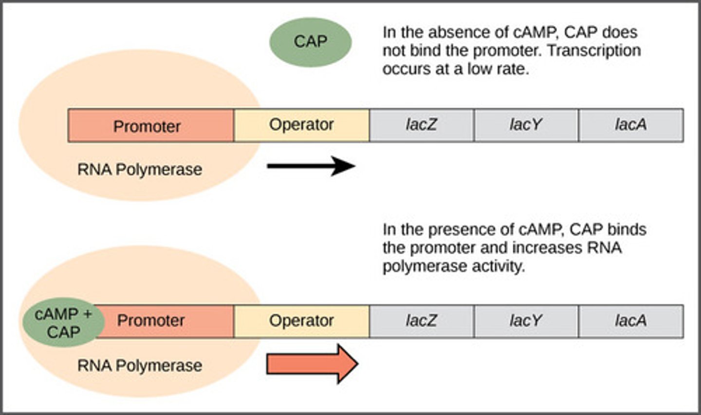<p>-furthest upstream</p><p>-codes for protein known as the repressor</p>