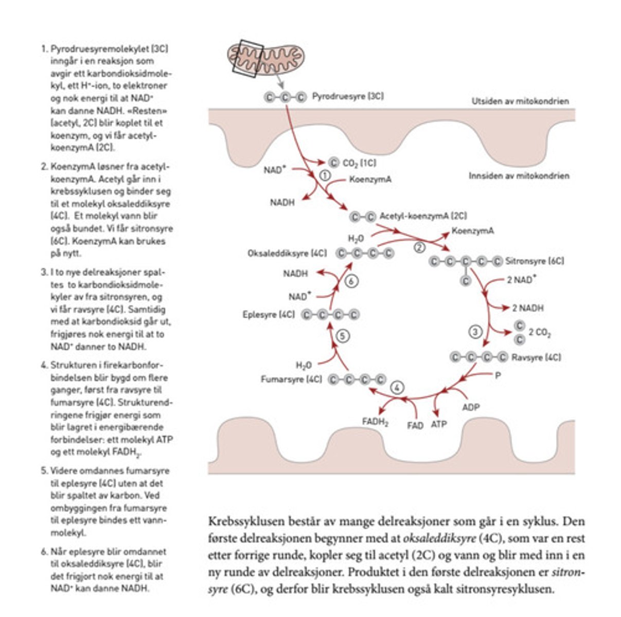 <p>Enyzmkontrollert syklus i mitokondriene hvor pyrodruesyre aerobt brytes ned til karbondioksid og energi frigis i form av ATP og reduksjonskraft</p>