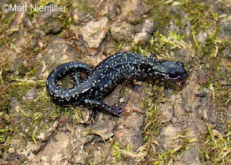 <p>A large salamander (4.5 to 8.0 inches in length) has black dorsum with small, white, or silver spots scattered over the body. The belly is lighter than the back and the tail is round.</p>