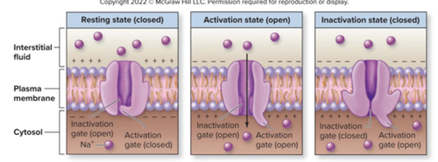 <p>resting: activation gate closed, inactivation gate open = Na+ can't enter</p><p>activation: both activation and inactivation gate open = Na+ moves thru channel</p><p>inactivation: activation open, inactivation closed = Na+ can't enter</p><p>* quickly returns to resting</p>