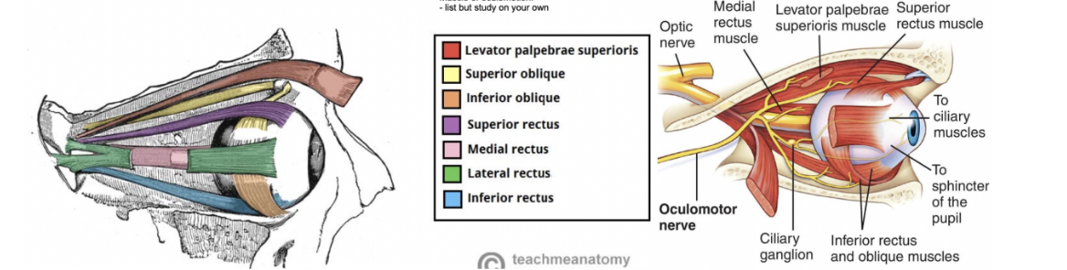 <ul><li><p>Oculomotor nerve divides into superior &amp; inferior branches in the anterior part of the cavernous sinus —</p><ul><li><p>Superior branch innervates the superior rectus &amp; the levator palpebrae</p></li><li><p>Inferior branch innervates medial rectus, inferior rectus, &amp; inferior oblique </p></li></ul></li><li><p>7 extrinsic eye muscles — only 2 of which are not innervated by CN3 —</p><ul><li><p>Lateral rectus — innervated by abducent nerve (VI)</p></li><li><p>Superior oblique — innervated by trochlear nerve (IV) </p></li></ul></li></ul><p><span><img src="https://lh7-us.googleusercontent.com/1c71TPCiVxG7ZPtDoSFBLgMuH5lkIWjyA2NhiCW-hR2cVyW-BwlWw_s_mWV6v-UDtZiYiomVUDLLAmULTkNtcsM7AQYhKUumuCpjlq6o72fLpY579YGGbUXgaLMx8dEzkGuhf2xFcUXEIFkTFX2UerE" width="475" height="218.421875"></span></p>