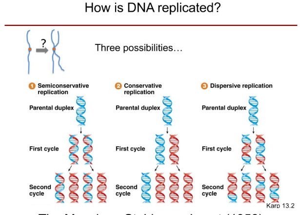 <ol><li><p>Semiconservative replication: Parental DNA strands are conserved but new DNA strands are added onto the parental ones. </p></li><li><p>Conservative replication: Parental duplex retains it’s sequence when a new piece of DNA is made, both of the strands of one are new. </p></li><li><p>Dispersive replication:  The two duplicated daughter strands would have some chunks of new DNA and some parental DNA. </p></li></ol><p></p>