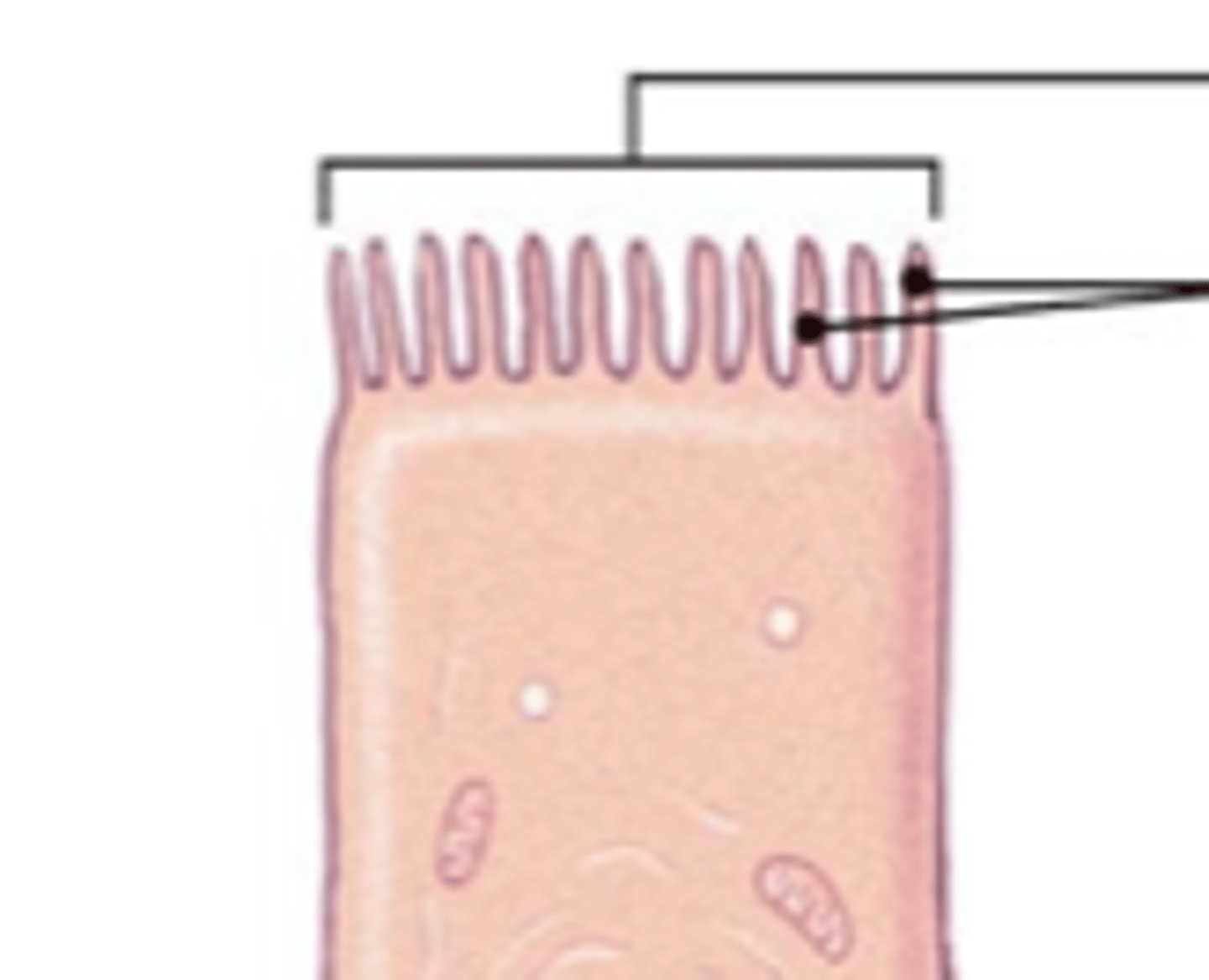 <p>Surface of a cell covered with microvilli. increases surface area of a cell for absorption</p>