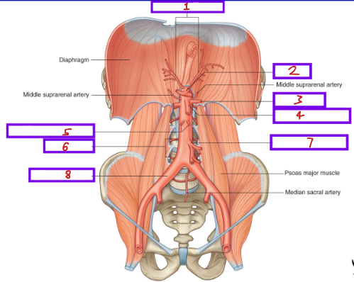 <p>Label this diagram showing the branches of the abdominal aorta</p>
