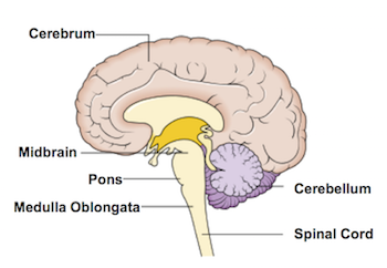 <ul><li><p><strong><u>coordination of movements + controls sleep</u></strong></p></li><li><p><strong><span>links your brain to your spinal cord & connects cerebellum too</span></strong></p></li><li><p><strong><span>contains several junction points for nerves that control muscles and carry information from senses in your head and face.</span></strong></p></li><li><p><span>It handles unconscious processes and jobs, such as your sleep-wake cycle and breathing</span></p></li></ul><p></p>