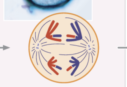 <ul><li><p>homologous chromosomes separate and move toward opposite poles</p></li><li><p>sister chromatids remain attached and travel together</p></li></ul><p></p>