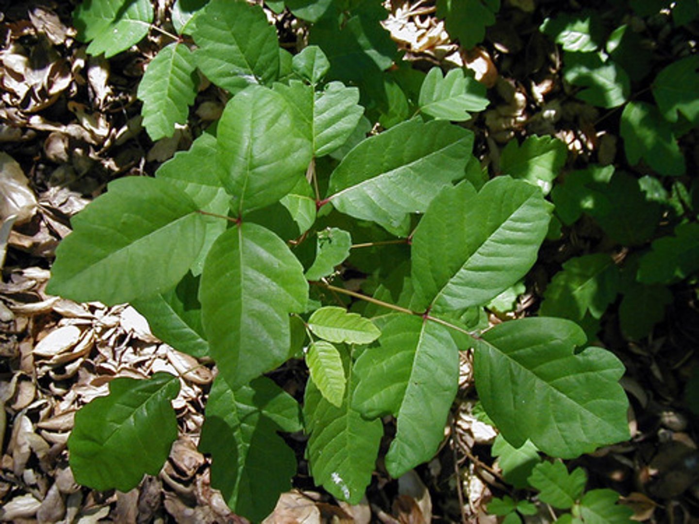 <p>-non-climbing vine or shrub</p><p>- 3 leaflets per stem</p><p>-west coast, east coast</p>