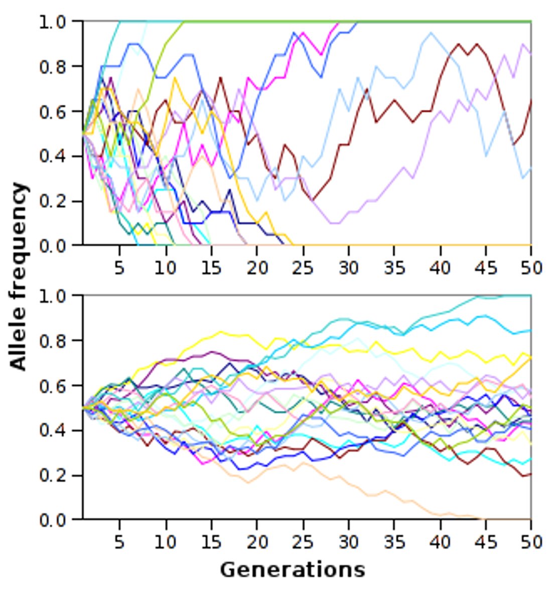 <p>How often an allele occurs in a population, its relative frequency.</p>