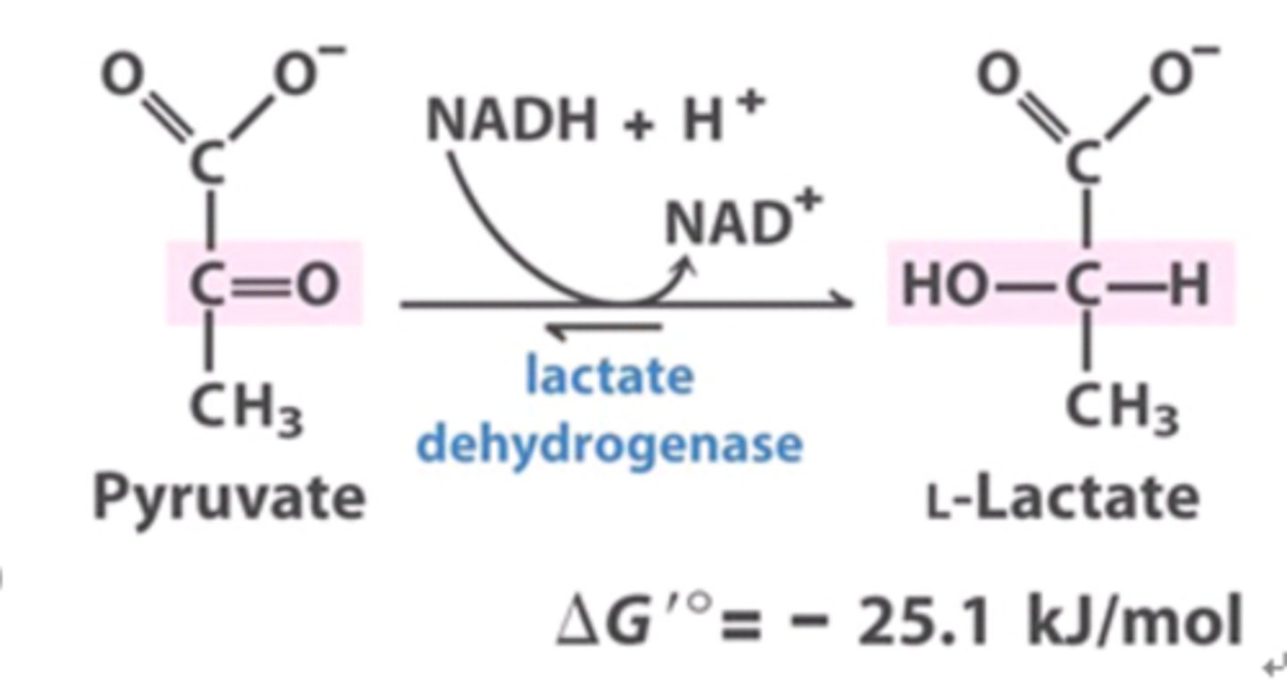 <p>a. Lactate dehydrogenase (LDH)</p>