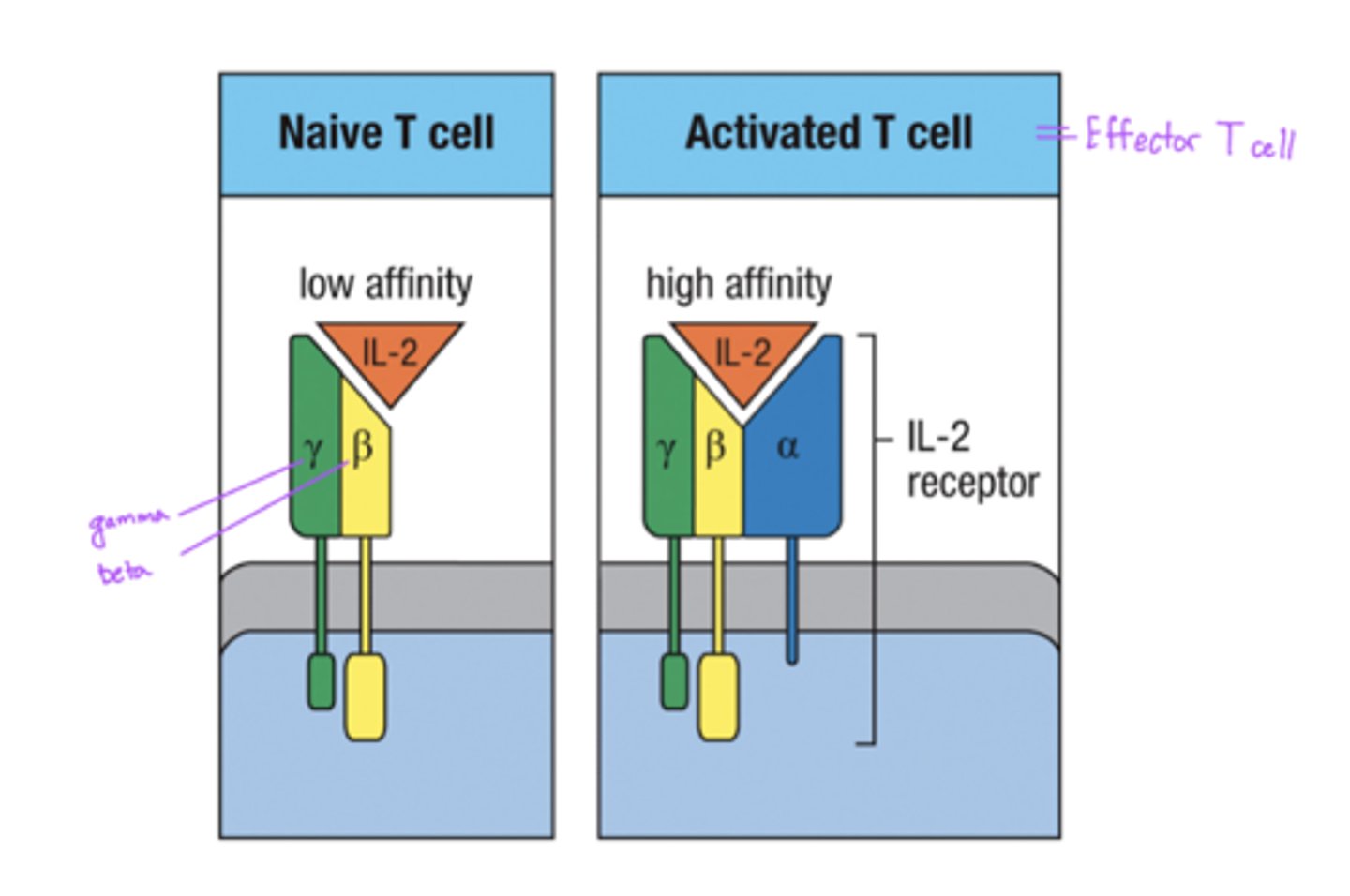 <p>Naive T cells</p><p>- low affinity</p><p>- made of only gamma, beta chains</p><p>Activated T cells</p><p>- high affinity</p><p>- made of gamma, beta, and alpha chains</p>