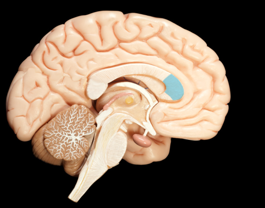 <p>what is the genesis of the corpus callosum</p>