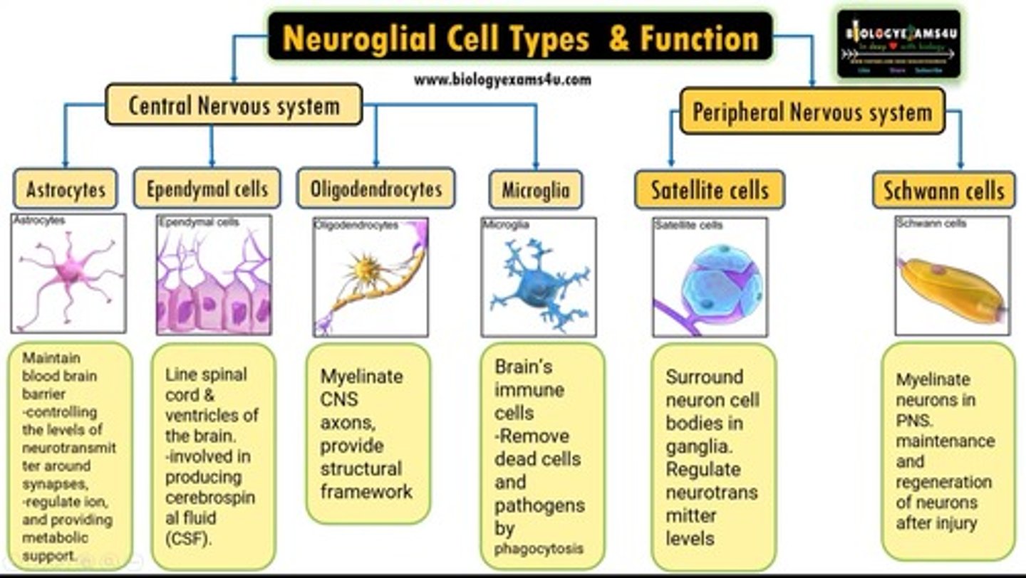 <p>cells in the nervous system that support, nourish, and protect neurons by providing raw material, chemical signals, and structure, and also participate in information processing</p><p>1. Oligodendrocytes</p><p>2. Schwann cells</p><p>3. Astrocytes</p><p>4. Microglial cells</p><p>5. Ependymal</p>
