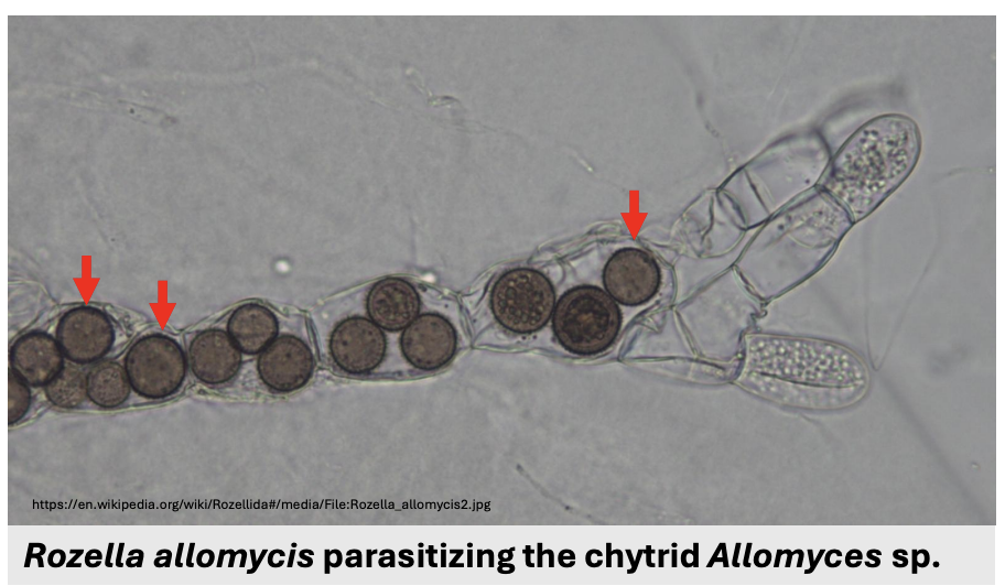 <ul><li><p>Since<strong> Cryptomycota do not have chitin in mature stages</strong>, they can be _ that feed by <strong>attaching to, engulfing, or living <em><u>ael</u></em> </strong>inside other cells</p></li><li><p><em><u>Describe figure shown</u></em></p></li></ul><p></p>